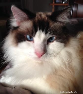 Meet Bob & Stitch: Adorable Ragdoll Stories from Our Family