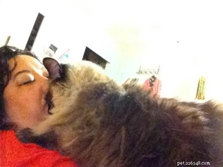 Meet Stanlee: Ragdoll of the Week – A Heartwarming Rescue Story