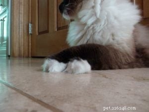 Do Cats Cross Their Paws When Sleeping? A Look at the Habit