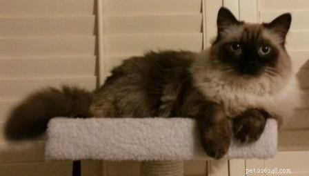 Meet Stanlee: Ragdoll of the Week – A Heartwarming Rescue Story