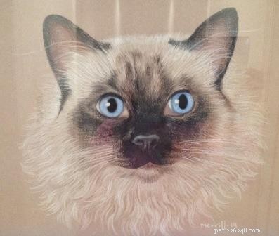 Meet Stanlee: Ragdoll of the Week – A Heartwarming Rescue Story