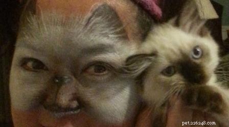 Meet Stanlee: Ragdoll of the Week – A Heartwarming Rescue Story