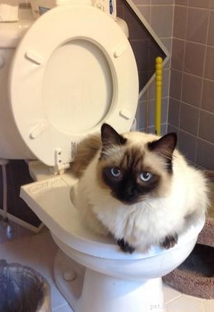 Meet Stanlee: Ragdoll of the Week – A Heartwarming Rescue Story