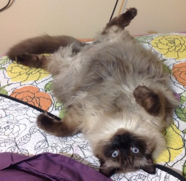 Meet Stanlee: Ragdoll of the Week – A Heartwarming Rescue Story