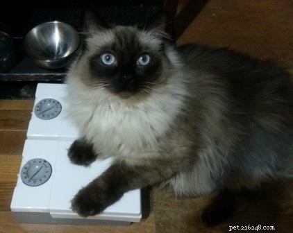 Meet Stanlee: Ragdoll of the Week – A Heartwarming Rescue Story