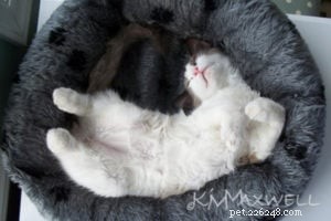 Trinity & Tyler: A Heartwarming 10-Year Adoption Story of Two Ragdoll Cats