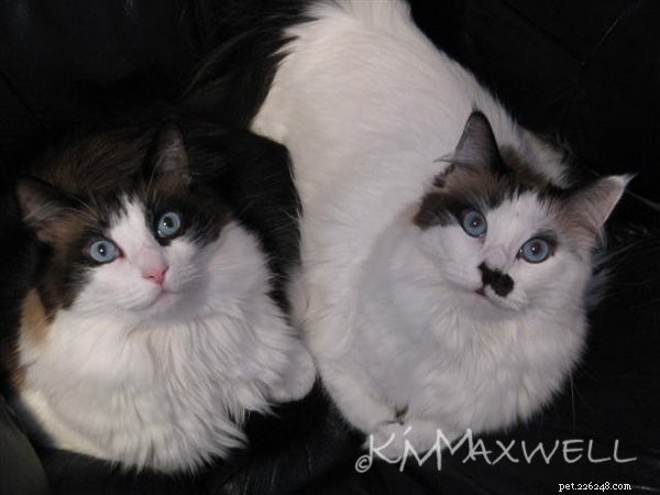 Trinity & Tyler: A Heartwarming 10-Year Adoption Story of Two Ragdoll Cats