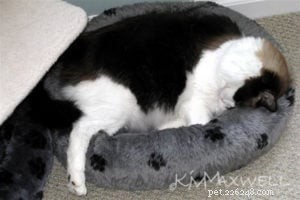 Trinity & Tyler: A Heartwarming 10-Year Adoption Story of Two Ragdoll Cats