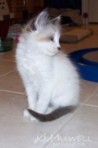 Trinity & Tyler: A Heartwarming 10-Year Adoption Story of Two Ragdoll Cats