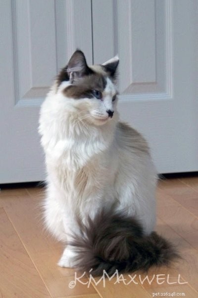 Trinity & Tyler: A Heartwarming 10-Year Adoption Story of Two Ragdoll Cats