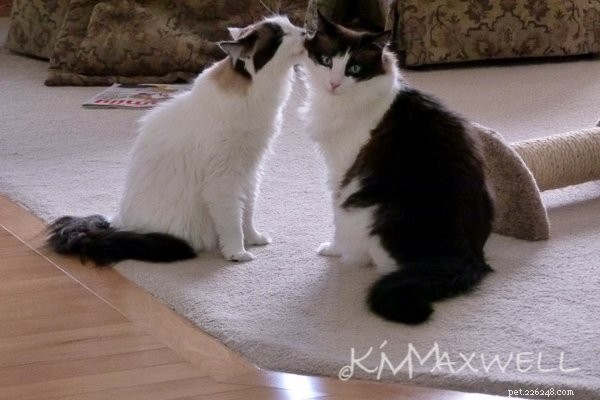 Trinity & Tyler: A Heartwarming 10-Year Adoption Story of Two Ragdoll Cats