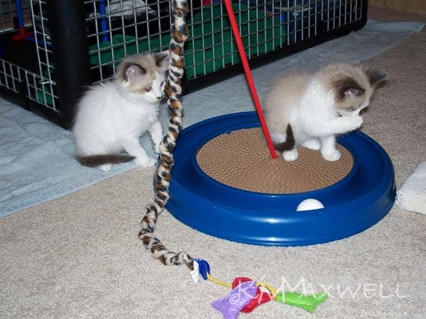 Trinity & Tyler: A Heartwarming 10-Year Adoption Story of Two Ragdoll Cats