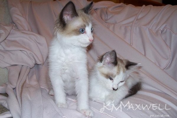 Trinity & Tyler: A Heartwarming 10-Year Adoption Story of Two Ragdoll Cats
