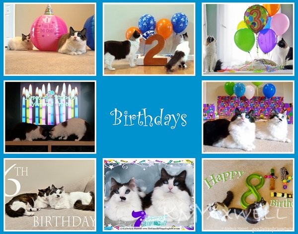 Trinity & Tyler: A Heartwarming 10-Year Adoption Story of Two Ragdoll Cats