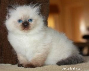 Meet Valentino: Featured Ragdoll Kitten of the Month