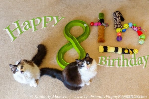 Trinity & Tyler: A Heartwarming 10-Year Adoption Story of Two Ragdoll Cats