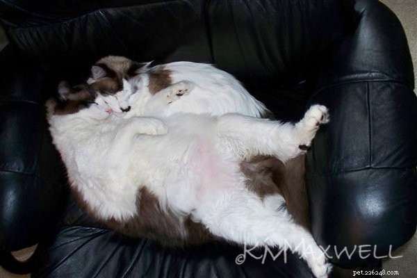 Trinity & Tyler: A Heartwarming 10-Year Adoption Story of Two Ragdoll Cats
