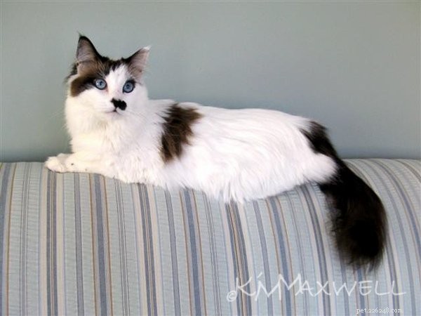 Trinity & Tyler: A Heartwarming 10-Year Adoption Story of Two Ragdoll Cats