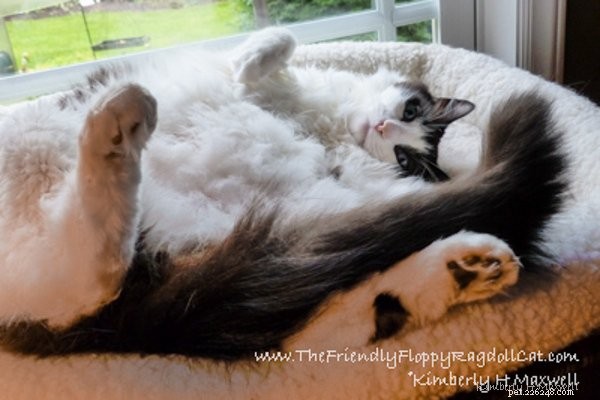 Trinity & Tyler: A Heartwarming 10-Year Adoption Story of Two Ragdoll Cats