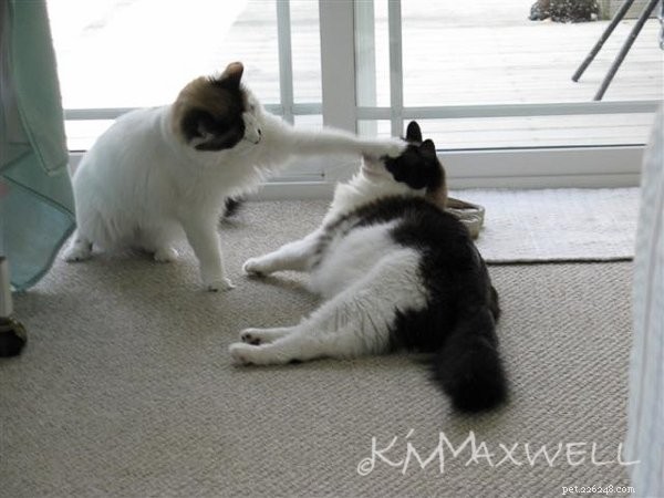 Trinity & Tyler: A Heartwarming 10-Year Adoption Story of Two Ragdoll Cats