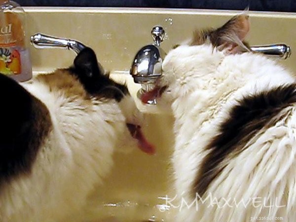 Trinity & Tyler: A Heartwarming 10-Year Adoption Story of Two Ragdoll Cats