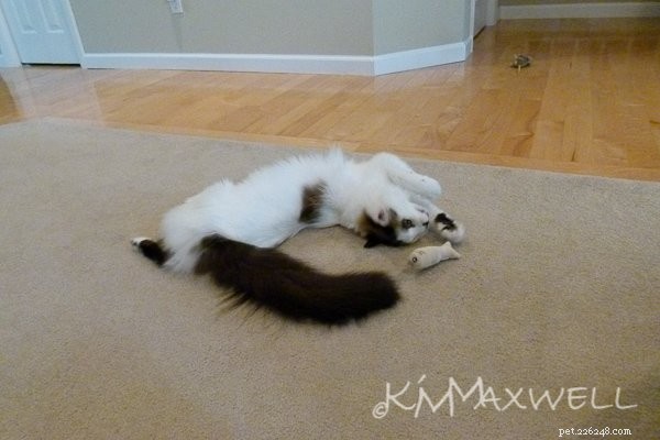 Trinity & Tyler: A Heartwarming 10-Year Adoption Story of Two Ragdoll Cats
