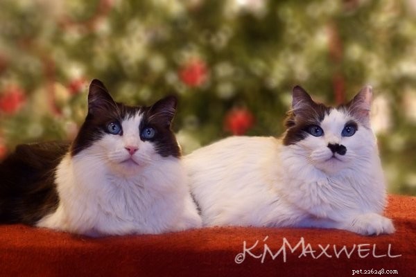 Trinity & Tyler: A Heartwarming 10-Year Adoption Story of Two Ragdoll Cats