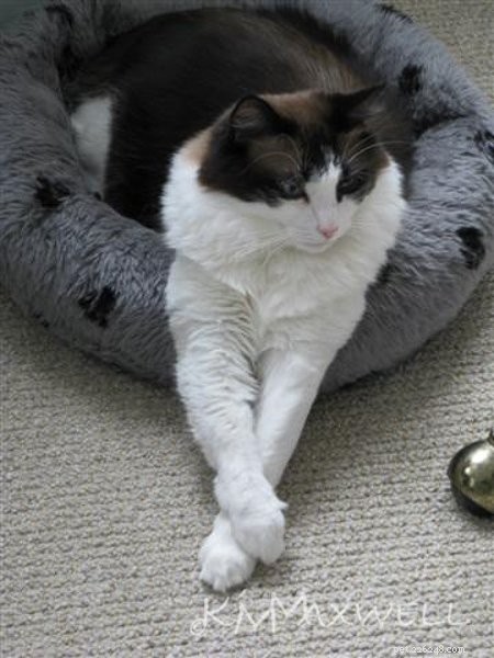 Trinity & Tyler: A Heartwarming 10-Year Adoption Story of Two Ragdoll Cats
