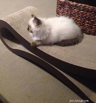 Meet Valentino: Featured Ragdoll Kitten of the Month