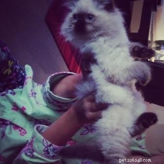Meet Valentino: Featured Ragdoll Kitten of the Month
