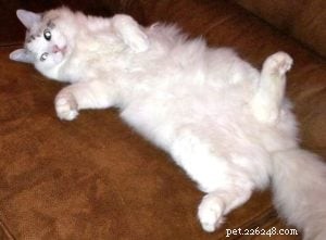 The Great Catsby – Ragdoll of the Week: A Loving Companion
