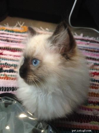 Meet Valentino: Featured Ragdoll Kitten of the Month