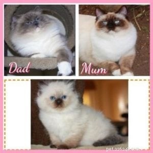 Meet Valentino: Featured Ragdoll Kitten of the Month