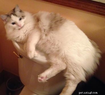 The Great Catsby – Ragdoll of the Week: A Loving Companion