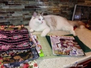 The Great Catsby – Ragdoll of the Week: A Loving Companion
