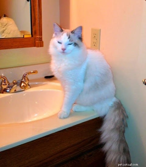 The Great Catsby – Ragdoll of the Week: A Loving Companion
