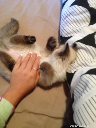Meet Valentino: Featured Ragdoll Kitten of the Month