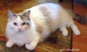 The Great Catsby – Ragdoll of the Week: A Loving Companion