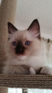 Kerby: A Tribute to Our Beloved Ragdoll Cat