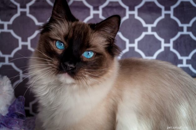 Kerby: A Tribute to Our Beloved Ragdoll Cat