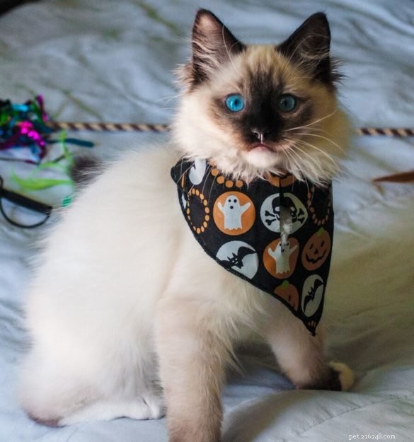 Kerby: A Tribute to Our Beloved Ragdoll Cat
