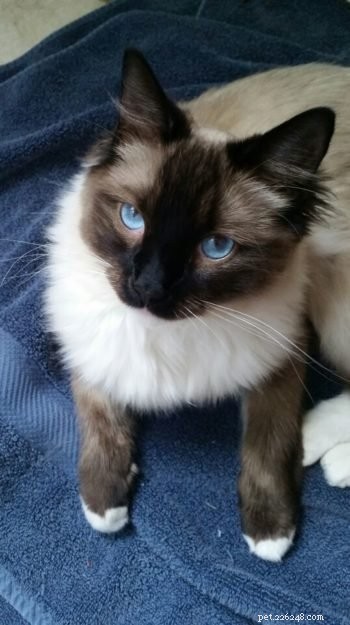 Kerby: A Tribute to Our Beloved Ragdoll Cat