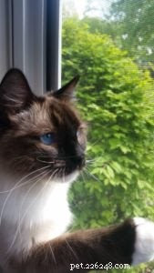 Kerby: A Tribute to Our Beloved Ragdoll Cat