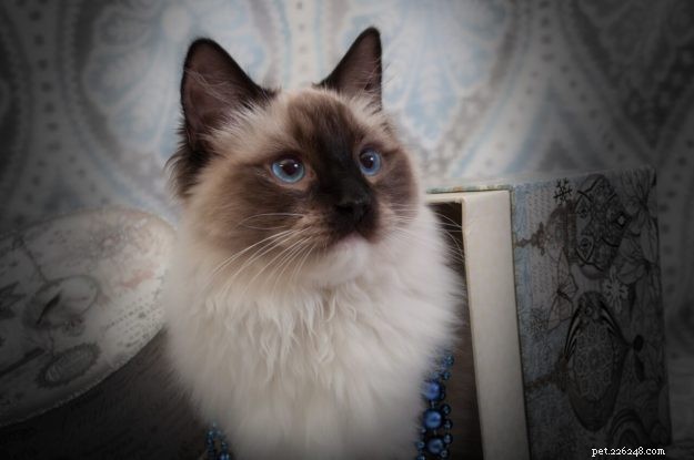 Kerby: A Tribute to Our Beloved Ragdoll Cat