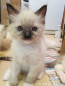 Kerby: A Tribute to Our Beloved Ragdoll Cat