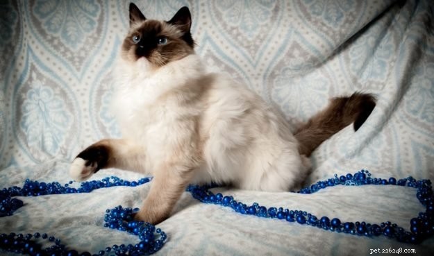 Kerby: A Tribute to Our Beloved Ragdoll Cat