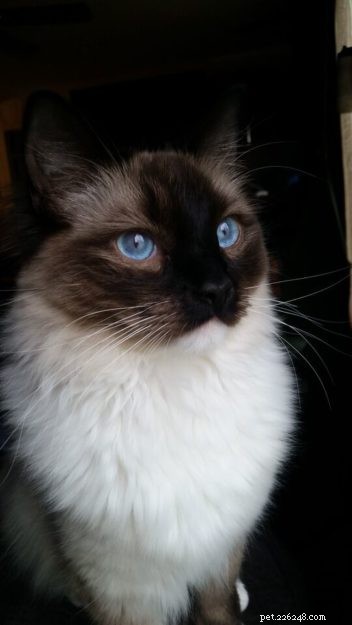 Kerby: A Tribute to Our Beloved Ragdoll Cat