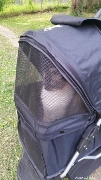 Kerby: A Tribute to Our Beloved Ragdoll Cat