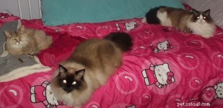 Hair Ties: A Silent Threat to Cats—Preventing Fatal Stomach Blockages