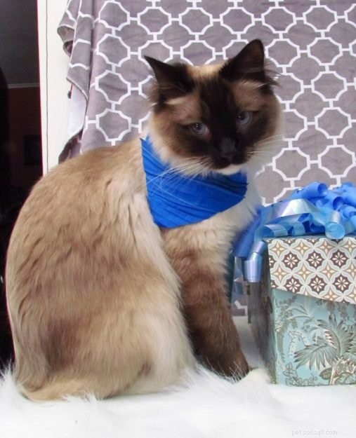 Kerby: A Tribute to Our Beloved Ragdoll Cat